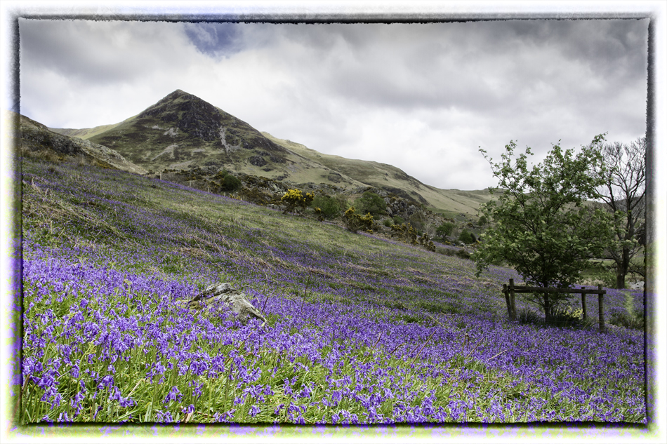 Photograph of field of Bluebells, Rannerdale, Cumbria