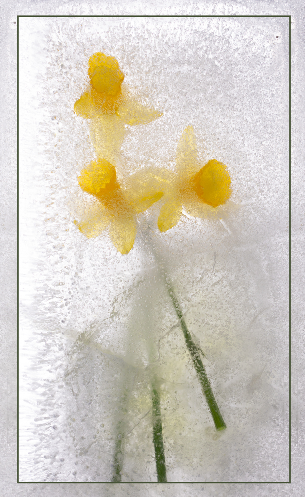 Iced daffodils